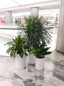 探寻宁波镇海盆景租赁好去处，哪家才是最优？